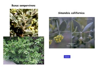 Buxus sempervirens Simondsia callifornica Clave 