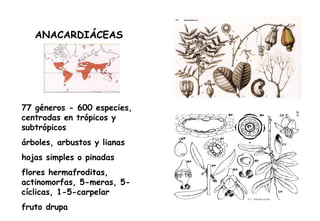 ANACARDIÁCEAS 77 géneros - 600 especies, centradas en trópicos y subtrópicos árboles, arbustos y lianas hojas simples o pinadas flores hermafroditas, actinomorfas, 5-meras, 5-cíclicas, 1-5-carpelar fruto drupa 