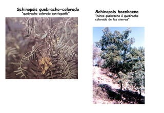 Schinopsis quebracho-colorado “ quebracho colorado santiagueño” Schinopsis haenkaena “ horco quebracho ó quebracho colorado de las sierras” 