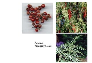 Schinus  terebentifolius 