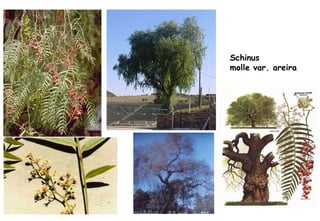 Schinus  molle var. areira 
