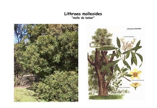 Lithraea molleoides “ molle de beber” 