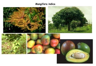 Mangifera indica 