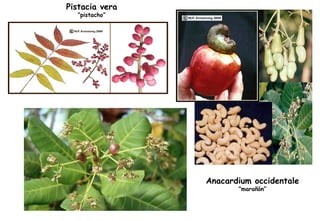 Pistacia vera “ pistacho” Anacardium occidentale “ marañón” 