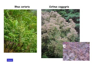 Rhus coriaria Cotinus coggygria Clave 