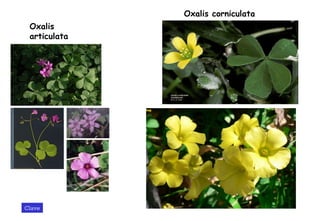 Oxalis articulata Oxalis corniculata Clave del orden Geraniales  Clave 