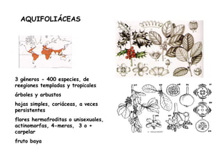 AQUIFOLIÁCEAS 3 géneros - 400 especies, de reegiones templadas y tropicales árboles y arbustos hojas simples, coriáceas, a veces persistentes flores hermafroditas o unisexuales, actinomorfas, 4-meras,  3 o + carpelar fruto baya 