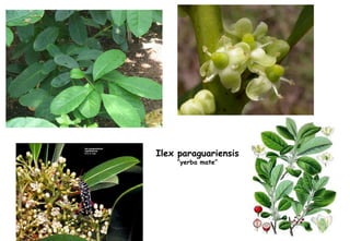 Ilex paraguariensis “ yerba mate” 
