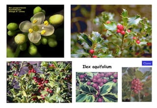 Ilex aquifolium Clave 
