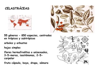 CELASTRÁCEAS 55 géneros - 850 especies, centradas en trópicos y subtrópicos arboles y arbustos hojas simples flores hermafroditas o unisexuales, 3-5-meras, isostémonas, 2-5-carpelar fruto cápsula, baya, drupa, sámara 