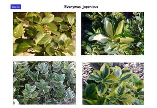 Evonymus japonicus Clave 