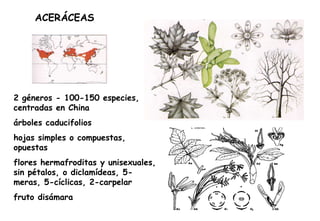 ACERÁCEAS 2 géneros - 100-150 especies, centradas en China árboles caducifolios hojas simples o compuestas, opuestas flores hermafroditas y unisexuales, sin pétalos, o diclamídeas, 5-meras, 5-cíclicas, 2-carpelar fruto disámara 