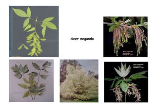 Acer negundo 