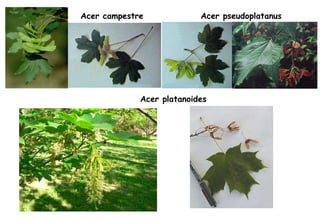 Acer campestre Acer pseudoplatanus Acer platanoides 