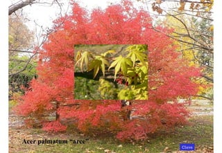 Acer palmatum “arce” Clave 