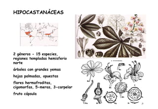 HIPOCASTANÁCEAS 2 géneros - 15 especies, regiones templadas hemisferio norte árboles con grandes yemas hojas palmadas, opuestas flores hermafroditas, cigomorfas, 5-meras, 3-carpelar fruto cápsula 