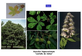Aesculus hippocastanum “ castaño de indias” Clave 