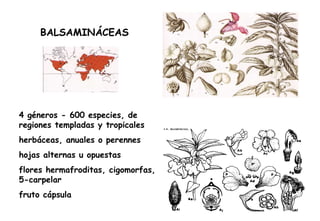 BALSAMINÁCEAS 4 géneros - 600 especies, de regiones templadas y tropicales herbáceas, anuales o perennes hojas alternas u opuestas flores hermafroditas, cigomorfas, 5-carpelar fruto cápsula 