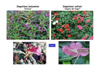 Impatiens balsamina “ brincos” Impatiens sultani “ alegría del hogar” Clave 