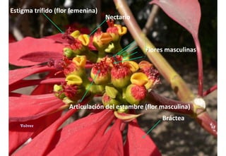 Volver Estigma trífido (flor femenina) Flores masculinas Nectario  Bráctea Articulación del estambre (flor masculina) 