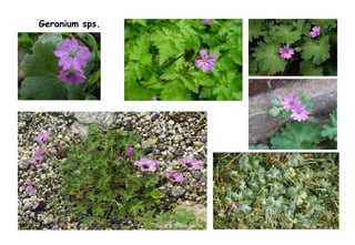 Geranium sps. 