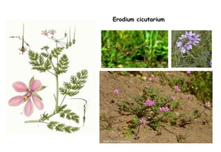 Erodium cicutarium 