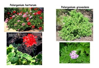 Pelargonium hortorum Pelargonium graveolens 