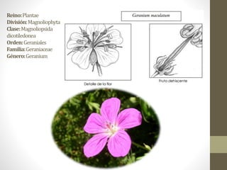 Reino:Plantae
División:Magnoliophyta
Clase:Magnoliopsida
dicotiledonea
Orden:Geraniales
Familia:Geraniaceae
Género:Geranium
 