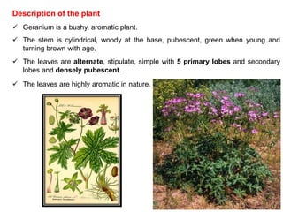 Description of the plant
 Geranium is a bushy, aromatic plant.
 The stem is cylindrical, woody at the base, pubescent, green when young and
turning brown with age.
 The leaves are alternate, stipulate, simple with 5 primary lobes and secondary
lobes and densely pubescent.
 The leaves are highly aromatic in nature.
 