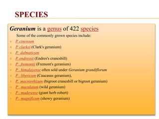 Geranium is a genus of 422 species
Some of the commonly grown species include:
 P. cinereum
 P. clarkei (Clark's geranium)
 P. dalmaticum
 P. endressii (Endres's cranesbill)
 P . fremontii (Fremont's geranium)
 P . himalayense often sold under Geranium grandiflorum
 P . libericum (Caucasus geranium),
 P. macrorrhizum (bigroot cranesbill or bigroot geranium)
 P . maculatum (wild geranium)
 P . maderense (giant herb robert)
 P . magnificum (showy geranium)
SPECIES
 