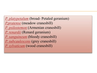 P. platypetalum (broad- Petaled geranium)
P.pratense (meadow cranesbill)
P. psilostemon (Armenian cranesbill)
P. renardii (Renard geranium)
P. sanguineum (bloody cranesbill)
P. subcaulescens (grey cranesbill)
P. sylvaticum (wood cranesbill)
 