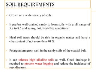 SOIL REQUIREMENTS
 Grown on a wide variety of soils.
 It prefers well-drained sandy to loam soils with a pH range of
5.8 to 8.5 and sunny, hot, frost-free conditions.
 Ideal soil types should be rich in organic matter and have a
clay content of not more than 40 %.
 Pelargonium grow well in the sandy soils of the coastal belt.
 It can tolerate high alkaline soils as well. Good drainage is
required to prevent water logging and reduce the incidence of
root diseases.
 