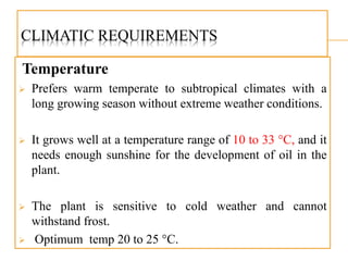 CLIMATIC REQUIREMENTS
Temperature
 Prefers warm temperate to subtropical climates with a
long growing season without extreme weather conditions.
 It grows well at a temperature range of 10 to 33 °C, and it
needs enough sunshine for the development of oil in the
plant.
 The plant is sensitive to cold weather and cannot
withstand frost.
 Optimum temp 20 to 25 °C.
 