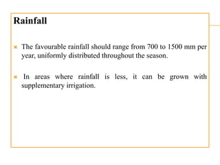 Rainfall
 The favourable rainfall should range from 700 to 1500 mm per
year, uniformly distributed throughout the season.
 In areas where rainfall is less, it can be grown with
supplementary irrigation.
 