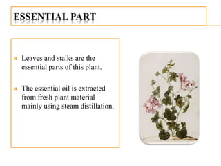 ESSENTIAL PART
 Leaves and stalks are the
essential parts of this plant.
 The essential oil is extracted
from fresh plant material
mainly using steam distillation.
 