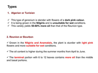 2. Reunion or Bourbon
 Grown in the Nilgiris and Anamalais, the plant is sturdier with light pink
flowers and more suitable for wet conditions.
 The oil content is higher during the summer months from April to June.
 The terminal portion with 6 to 12 leaves contains more oil than the middle
and basal portions.
Types
1. Algerian or Tunisian
 This type of geranium is slender with flowers of a dark pink colour.
 It is being grown in the Nilgiris and is unsuitable for wet conditions.
 This variety yields 50-60% more oil than that of the Reunion type.
 