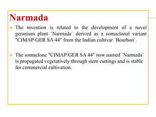 Narmada
 The invention is related to the development of a novel
geranium plant `Narmada` derived as a somaclonal variant
"CIMAP/GER SA 44" from the Indian cultivar `Bourbon`.
 The somaclone "CIMAP/GER SA 44" now named `Narmada`
is propagated vegetatively through stem cuttings and is stable
for commercial cultivation.
 