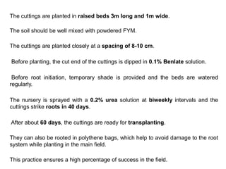 The cuttings are planted in raised beds 3m long and 1m wide.
The soil should be well mixed with powdered FYM.
The cuttings are planted closely at a spacing of 8-10 cm.
Before planting, the cut end of the cuttings is dipped in 0.1% Benlate solution.
Before root initiation, temporary shade is provided and the beds are watered
regularly.
The nursery is sprayed with a 0.2% urea solution at biweekly intervals and the
cuttings strike roots in 40 days.
After about 60 days, the cuttings are ready for transplanting.
They can also be rooted in polythene bags, which help to avoid damage to the root
system while planting in the main field.
This practice ensures a high percentage of success in the field.
 