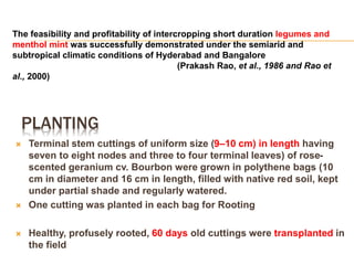 PLANTING
 Terminal stem cuttings of uniform size (9–10 cm) in length having
seven to eight nodes and three to four terminal leaves) of rose-
scented geranium cv. Bourbon were grown in polythene bags (10
cm in diameter and 16 cm in length, filled with native red soil, kept
under partial shade and regularly watered.
 One cutting was planted in each bag for Rooting
 Healthy, profusely rooted, 60 days old cuttings were transplanted in
the field
The feasibility and profitability of intercropping short duration legumes and
menthol mint was successfully demonstrated under the semiarid and
subtropical climatic conditions of Hyderabad and Bangalore
(Prakash Rao, et al., 1986 and Rao et
al., 2000)
 