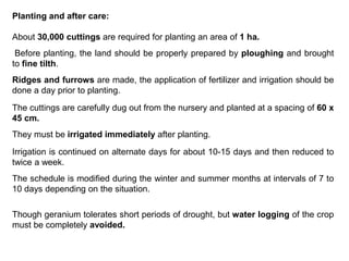 Planting and after care:
About 30,000 cuttings are required for planting an area of 1 ha.
Before planting, the land should be properly prepared by ploughing and brought
to fine tilth.
Ridges and furrows are made, the application of fertilizer and irrigation should be
done a day prior to planting.
The cuttings are carefully dug out from the nursery and planted at a spacing of 60 x
45 cm.
They must be irrigated immediately after planting.
Irrigation is continued on alternate days for about 10-15 days and then reduced to
twice a week.
The schedule is modified during the winter and summer months at intervals of 7 to
10 days depending on the situation.
Though geranium tolerates short periods of drought, but water logging of the crop
must be completely avoided.
 