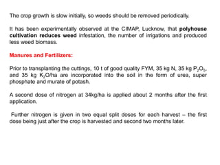 The crop growth is slow initially, so weeds should be removed periodically.
It has been experimentally observed at the CIMAP, Lucknow, that polyhouse
cultivation reduces weed infestation, the number of irrigations and produced
less weed biomass.
Manures and Fertilizers:
Prior to transplanting the cuttings, 10 t of good quality FYM, 35 kg N, 35 kg P2O5,
and 35 kg K2O/ha are incorporated into the soil in the form of urea, super
phosphate and murate of potash.
A second dose of nitrogen at 34kg/ha is applied about 2 months after the first
application.
Further nitrogen is given in two equal split doses for each harvest – the first
dose being just after the crop is harvested and second two months later.
 