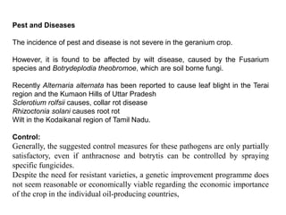 Pest and Diseases
The incidence of pest and disease is not severe in the geranium crop.
However, it is found to be affected by wilt disease, caused by the Fusarium
species and Botrydeplodia theobromoe, which are soil borne fungi.
Recently Alternaria alternata has been reported to cause leaf blight in the Terai
region and the Kumaon Hills of Uttar Pradesh
Sclerotium rolfsii causes, collar rot disease
Rhizoctonia solani causes root rot
Wilt in the Kodaikanal region of Tamil Nadu.
Control:
Generally, the suggested control measures for these pathogens are only partially
satisfactory, even if anthracnose and botrytis can be controlled by spraying
specific fungicides.
Despite the need for resistant varieties, a genetic improvement programme does
not seem reasonable or economically viable regarding the economic importance
of the crop in the individual oil-producing countries,
 