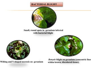 Small, round spots in geranium infected
with bacterial blight
Wilting and V-shaped necrosis on geranium
Botrytis blight on geranium (concentric lines
within brown, discolored tissue).
BACTERIAL BLIGHT
 