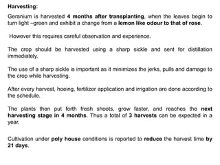 Harvesting:
Geranium is harvested 4 months after transplanting, when the leaves begin to
turn light –green and exhibit a change from a lemon like odour to that of rose.
However this requires careful observation and experience.
The crop should be harvested using a sharp sickle and sent for distillation
immediately.
The use of a sharp sickle is important as it minimizes the jerks, pulls and damage to
the crop while harvesting.
After every harvest, hoeing, fertilizer application and irrigation are done according to
the schedule.
The plants then put forth fresh shoots, grow faster, and reaches the next
harvesting stage in 4 months. Thus a total of 3 harvests can be expected in a
year.
Cultivation under poly house conditions is reported to reduce the harvest time by
21 days.
 