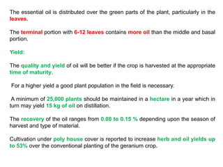 The essential oil is distributed over the green parts of the plant, particularly in the
leaves.
The terminal portion with 6-12 leaves contains more oil than the middle and basal
portion.
Yield:
The quality and yield of oil will be better if the crop is harvested at the appropriate
time of maturity.
For a higher yield a good plant population in the field is necessary.
A minimum of 25,000 plants should be maintained in a hectare in a year which in
turn may yield 15 kg of oil on distillation.
The recovery of the oil ranges from 0.08 to 0.15 % depending upon the season of
harvest and type of material.
Cultivation under poly house cover is reported to increase herb and oil yields up
to 53% over the conventional planting of the geranium crop.
 