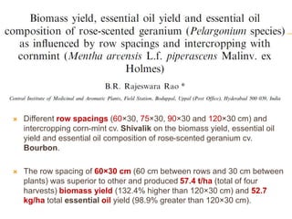  Different row spacings (60×30, 75×30, 90×30 and 120×30 cm) and
intercropping corn-mint cv. Shivalik on the biomass yield, essential oil
yield and essential oil composition of rose-scented geranium cv.
Bourbon.
 The row spacing of 60×30 cm (60 cm between rows and 30 cm between
plants) was superior to other and produced 57.4 t/ha (total of four
harvests) biomass yield (132.4% higher than 120×30 cm) and 52.7
kg/ha total essential oil yield (98.9% greater than 120×30 cm).
 