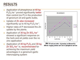 RESULTS
 Application of phosphorus at 40 kg
P2O5 ha-1 proved significantly better
than control (no P) in the production
of geranium oil and garlic bulbs.
 Uptake of Zn also increased
significantly up to 40 kg P2O5 ha-1.
 Higher rates of P decreased the Zn
uptake by the plants.
 Application of 30 kg Zn SO4 ha-1
showed a significant response on
the herb and oil yields over the no
zinc application
 Application of 40 kg P2O5 and 30 kg
Zn SO4 ha-1 is, recommended for
achieving the maximum yield
advantages in a geranium-garlic
intercropping system
 