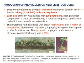 PRODUCTION OF PROPAGULES ON NEAT LIVESTOCK DUNG
 Beds were prepared by laying a 7-cm-thick rectangular patch of fresh
livestock dung (1 × 0.5 m2) on black polythene.
 Each bed of 0.5 m2 was planted with 200 phytomers, each phytomer
composed of a piece of stem bearing a node carrying a leaf and its axial
bud which were transferred to field later.
 The phytomers had developed well-grown root systems after 1 month of
transplanting. Each rooted phytomer (propagule) was given the shape of
a pellet for further use. The success in propagule production from
phytomers on livestock dung was > 95%.
 