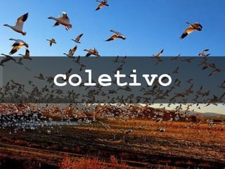 coletivo 