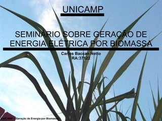 SEMINÁRIO SOBRE GERAÇÃO DE ENERGIA ELÉTRICA POR BIOMASSA UNICAMP UNICAMP – Geração de Energia por Biomassa Carlos Baccan Netto RA:37122 